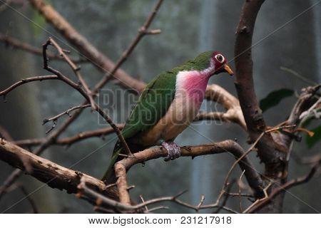 Jambu Fruit Dove Perched On A Tree Branch, Animal, Nature