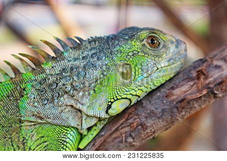Close Up Image Of Green Iguana Head