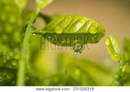 Melientha Suavis Pierre In The Wild And Water Drops After Rain Are Very Popular In The Countryside. 