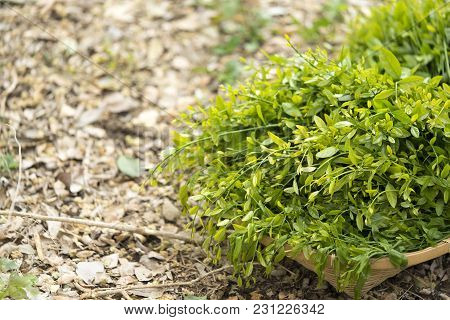 Melientha Suavis Pierre In The Wild Are Very Popular In The Countryside. Have A Delicious Taste Rare
