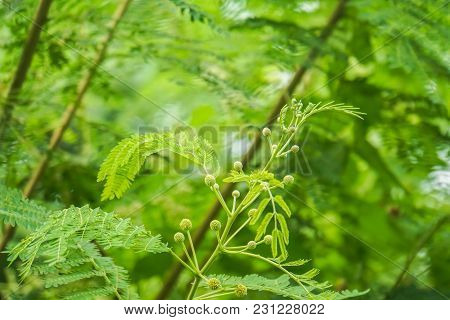 Selective Focus Light Green Horse Tamarind With Sunlight In The Morning