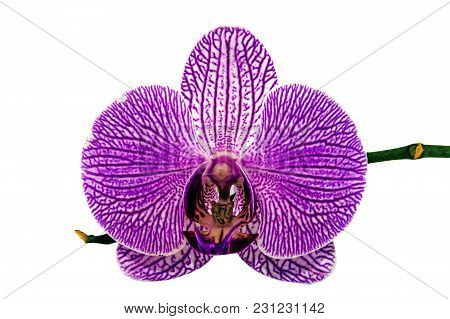 Close Uo Studio Shot Of Isolated Single Violet Phalaenopsis Orchid And Stem On White Background