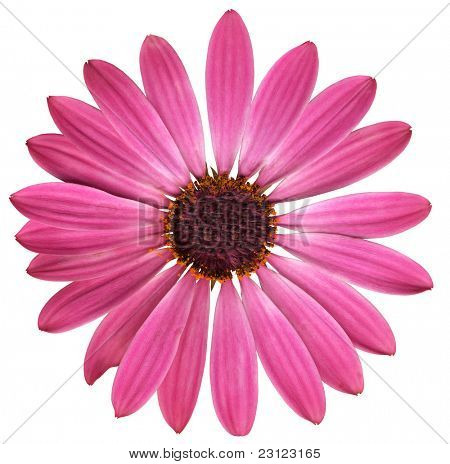 pink daisy with dark center