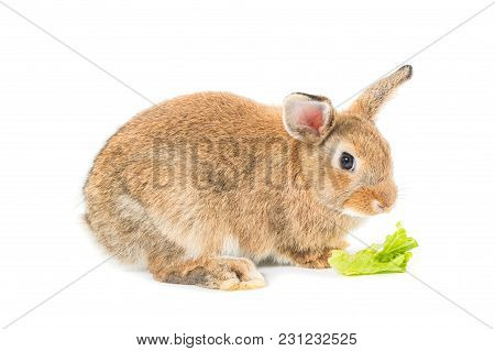 Brown Short Hair Adorable Baby Rabbit Eating Vegetable On White Background