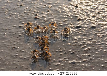 Many Small Crabs Are On A Beach.