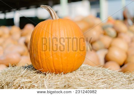 Freestanding Big Orange Pumkin On The Haystack