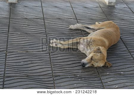 Sick Dog Need Helping Live On The Street., Homeless Stray Thai Dog Leper On The Countryside Way.