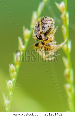 Macro Spider Portrait,trap Prey On Cobweb With Green Nature Background.