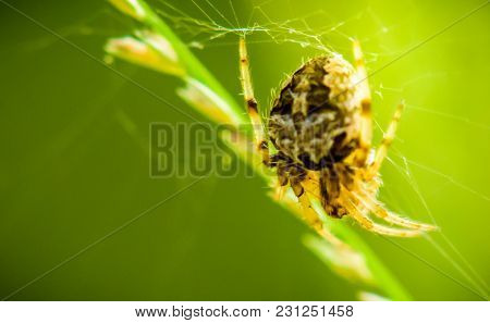 Macro Spider Portrait,trap Prey On Cobweb With Green Nature Background.