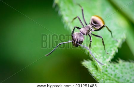 Macro Ant Portrait,black Ant On Green Leaves And Green Nature Background.