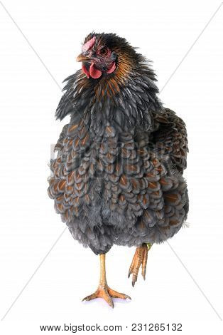 Blue Laced Wyandotte In Front Of White Background