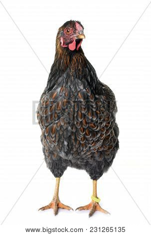 Blue Laced Wyandotte In Front Of White Background