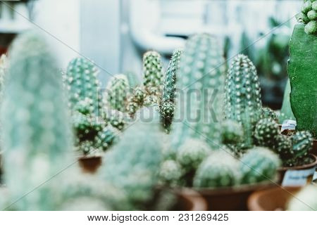 Cacti In Pots In A Flower Shop