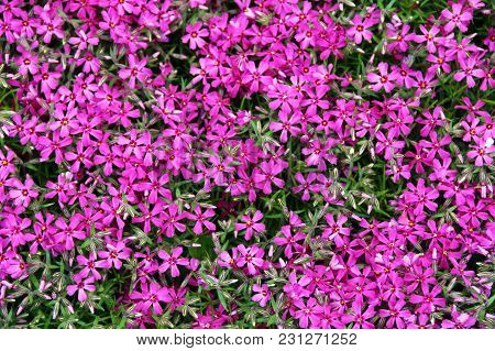 Pink Flower Horizontal Background With Green Leaws