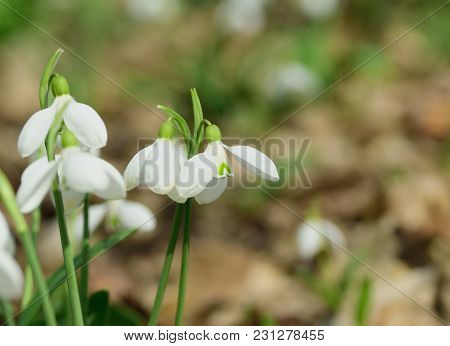 Snowdrops Galanthus Plicatus First Flowers In Sunny Spring Forest