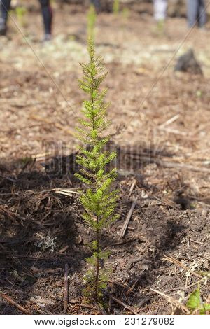 Reforestation On Gran Canaria - Small Plant Of Erica Planted