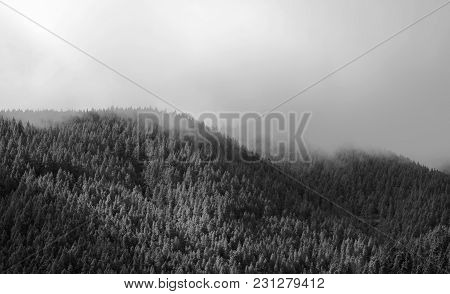 Canarian Pines In The Fog Natural Landscape Background, Monochrome