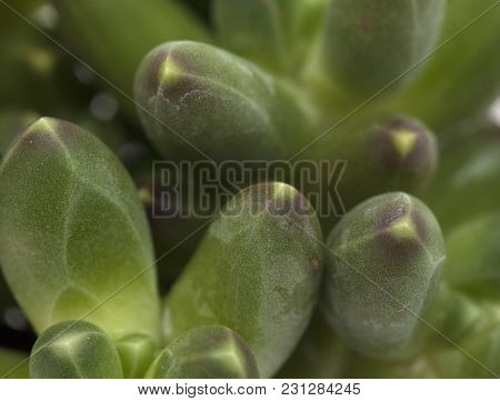 Succulent Plant Background