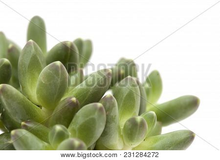 Small Succulent Plant
