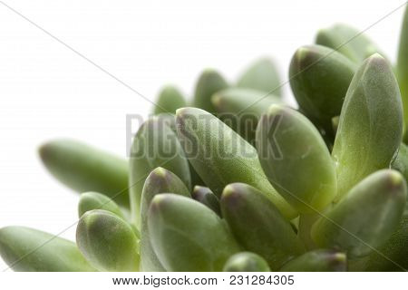 Small Succulent Plant