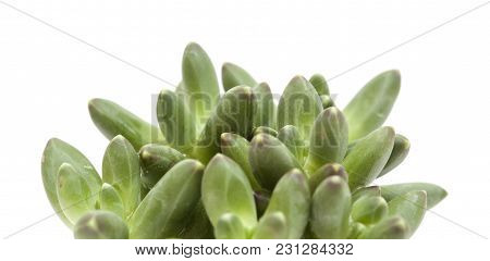 Small Succulent Plant