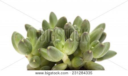 Small Succulent Plant