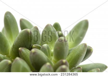 Small Succulent Plant