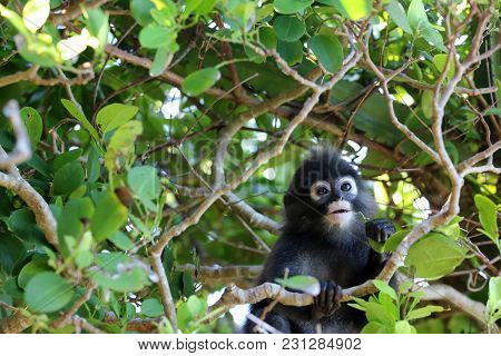Little Leaf Monkeys Or Dusky Langur Eating Leaves In The Rain Forest , Thailand