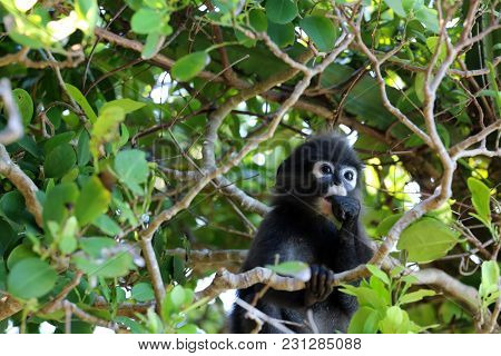Little Leaf Monkeys Or Dusky Langur Eating Leaves In The Rain Forest , Thailand