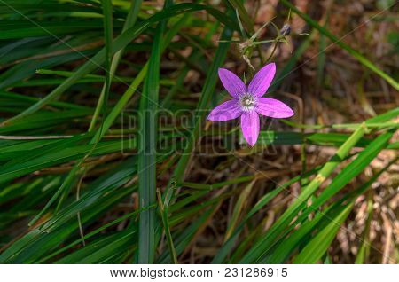 A Flower Of A Spreading Bell In The Wild. Blue-violet Flower In Green Grass. Natural Background. A F