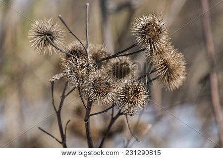 Dry Spines Of Greater Burdock (arctium Lappa)