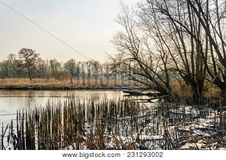 Tree Silhouettes Roken Image & Photo (Free Trial) | Bigstock
