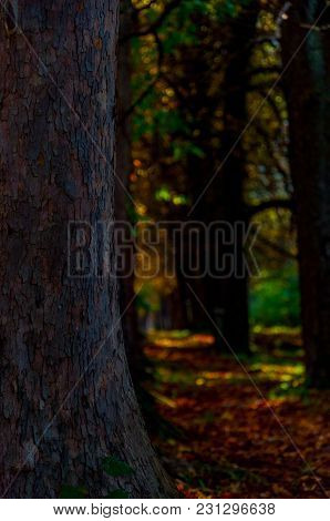 Path Covred By Leaves In The Autumn To The Vrelo Bosne