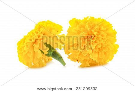 Marigold Flower Beautiful Blossom On White Background