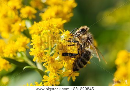 Honey Bee Collecting Pollen From Yellow Flowers