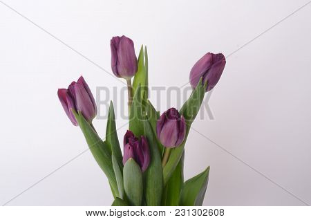 Set Of Five Different Color Tulips Isolated On White Background.
