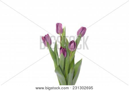 Set Of Five Different Color Tulips Isolated On White Background.