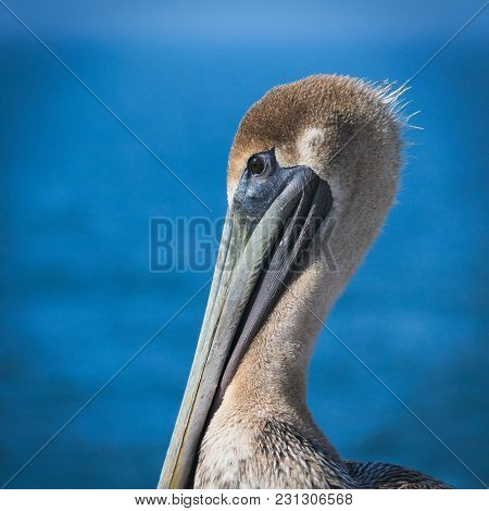 Brown Pelican - Pelecanus Occidentalis - Closeup Of Single Bird Resting Near Water