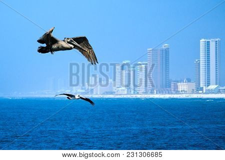 Brown Pelicans - Pelecanus Occidentalis - Two Birds Flying Over Water Near Beach And Highrise Buildi