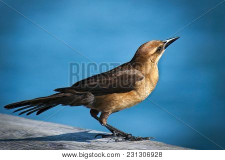 Female Great-tailed Grackle Bird, Quiscalus Mexicanus, In Sunlight