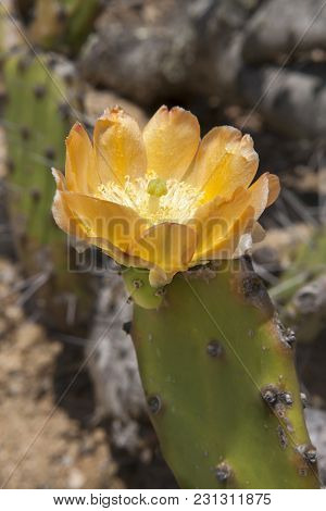 The Opuntia Paraguayensis, Schum Cactus In Nature . Paraguay-argentina.