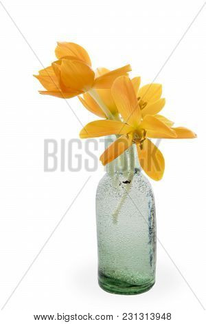 Blooming Yellow Ornithogalum Dubium In A Transparent Bottle Instead Vase
