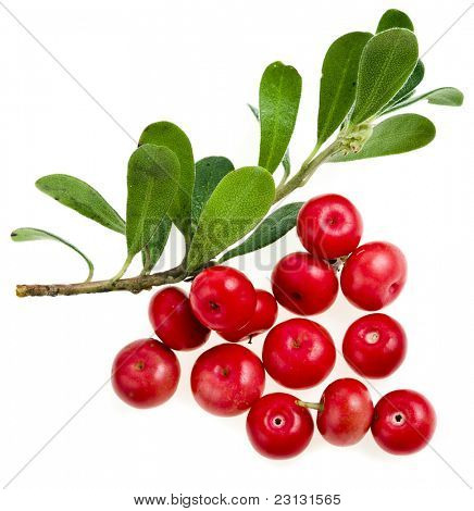 Bearberry (Arctostaphylos Officinalis)