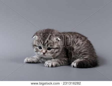 Small Scottish Fold Kitten