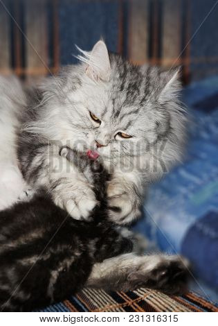 Small Scottish Fold Kitten