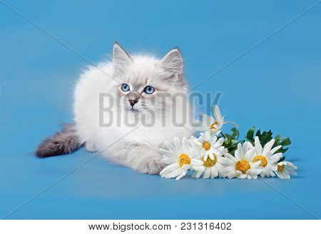 Siberian  Colorpoint Kitten On Background With Flowers