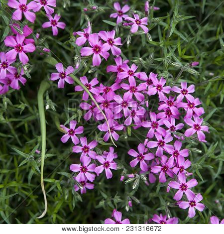 Detail Of Purple Pink Spring Flowers Of Red Wood Sorrel Oxalis Rubra