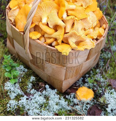 Chanterelle Is Delicious And Healthy Raw Material For Food