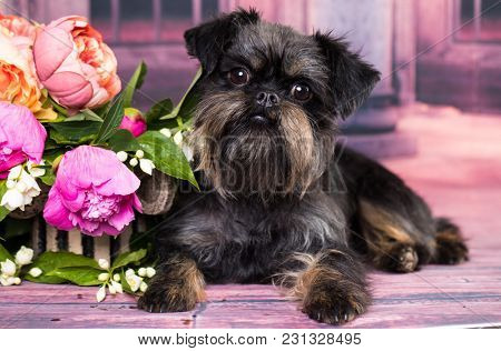 Brussels Griffon Dog