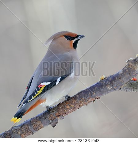 Waxwing Is A Beautiful And Colorful Bird